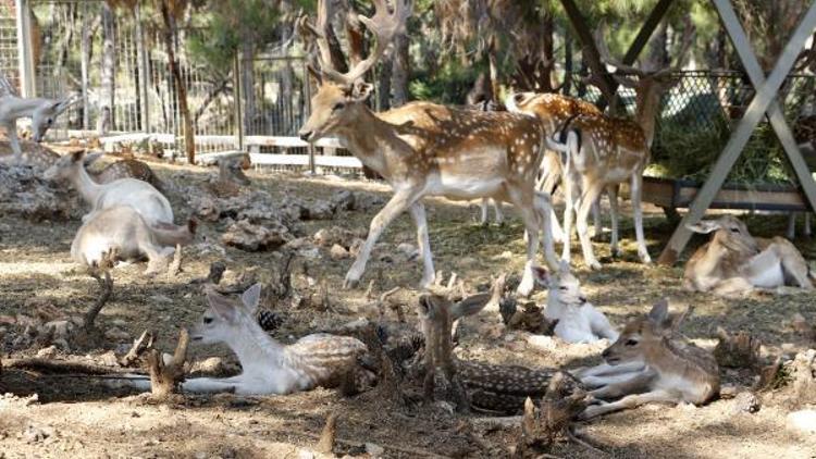Antalya Hayvanat Bahçesinde geyik yılı