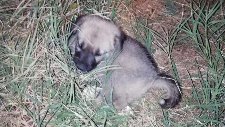 Yavru köpek açlıktan bitkin halde bulundu