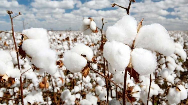 Adana’da pamuğa dönüş