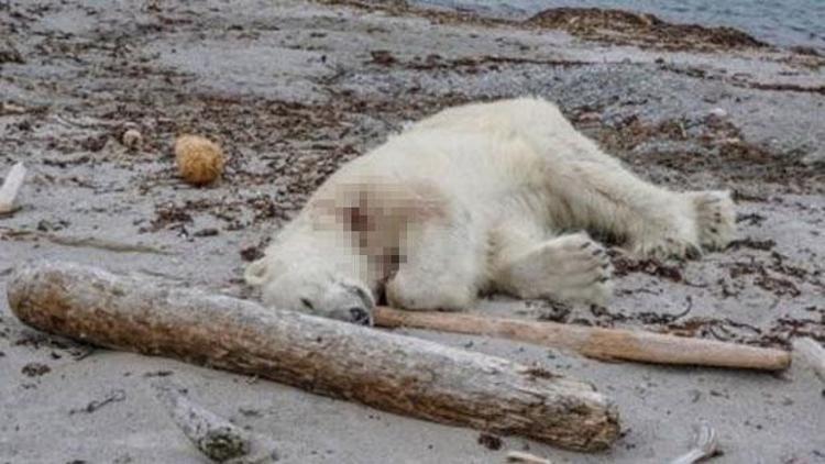 Tur gemisindeki görevli kutup ayısını öldürdü, sosyal medyada tepki yağdı