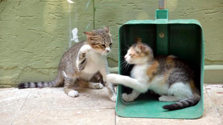 Adanada gönüllüler kedi parkı kurdu