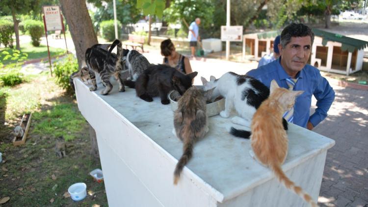 Adana’da gönüllüler kedi parkı kurdu