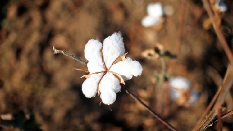 Harran’da pamuğa karşı alternatif ürün yetişiyor