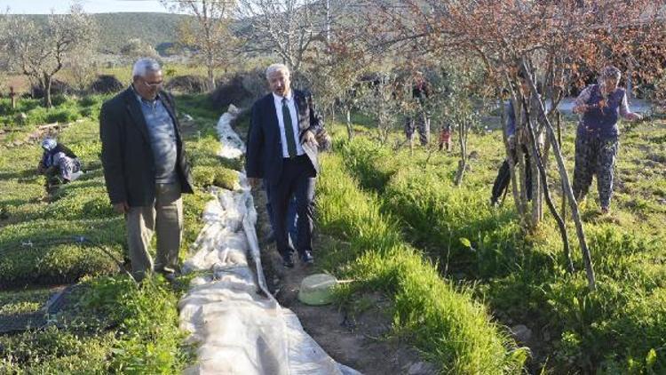 Torbalıda İncir Festivali yapılacak