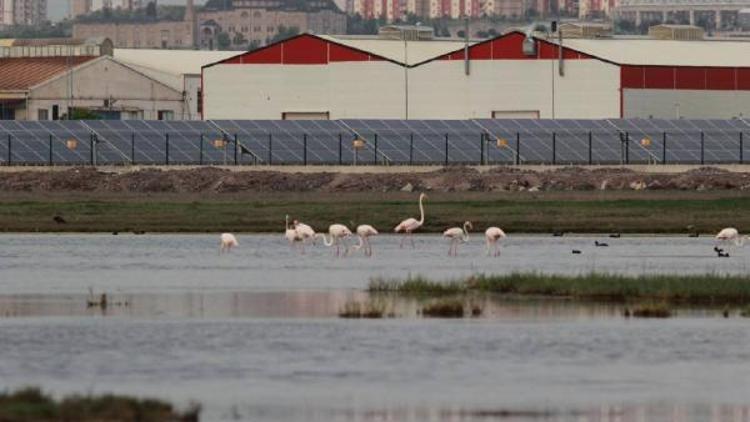 Kent merkezi yakınlarındaki flamingolar dikkat çekiyor