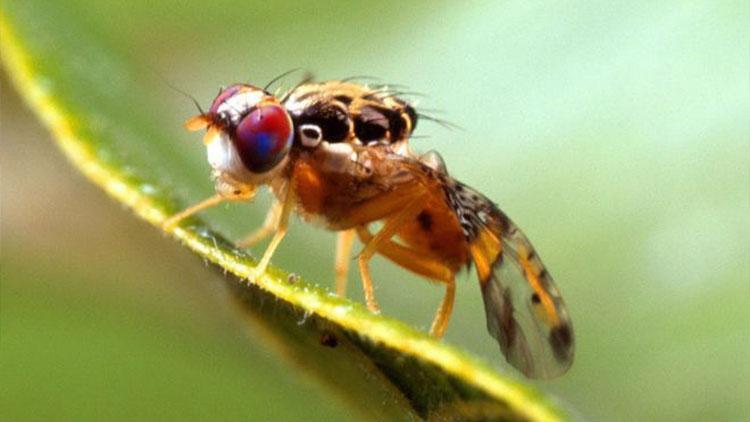 Akdeniz meyve sineğiyle mücadelede korku devam ediyor
