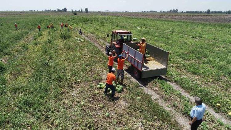 Çukurova’nın ‘çiftçi hükümlüleri’nden karpuz hasadı