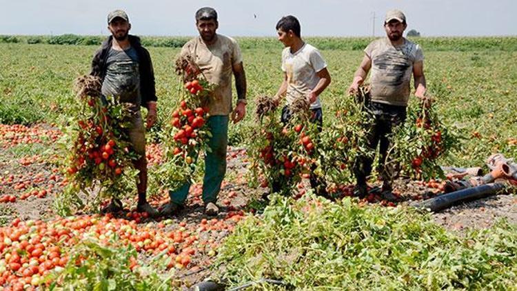 Karacabeyde domates hasadı başladı