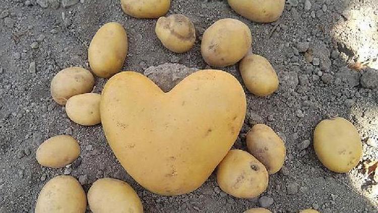 Kalp şeklinde patates