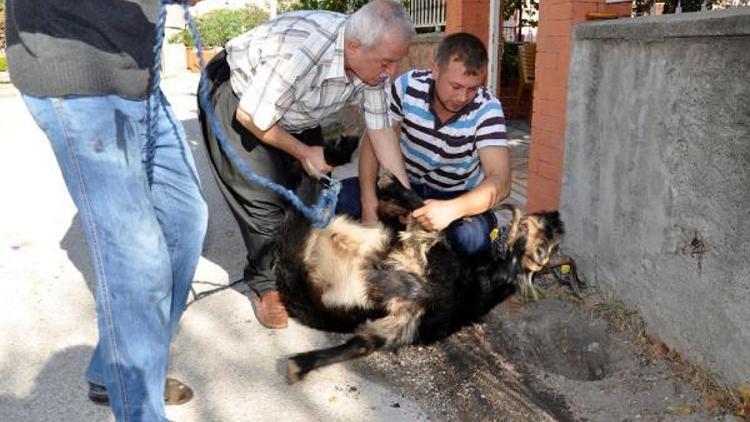 Osmaniyede kurban satış ve kesim yerleri belirlendi