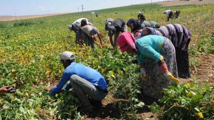 Niğde’de fasulye hasadı başladı