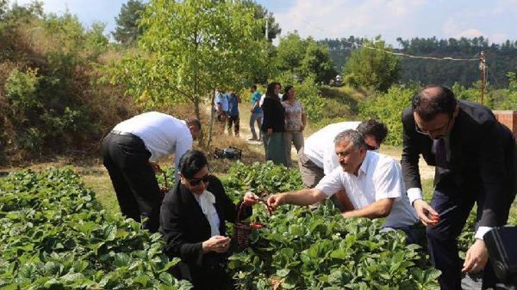 Kavaklıderedeki ilk çilek hasadını Vali Civelek yaptı