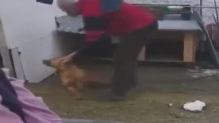 Sahibinin şiddet uyguladığı köpek koruma altına alındı