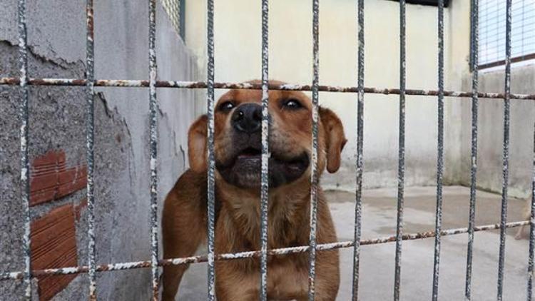 Görüntüleri ortaya çıkmıştı... İşkence yapılan köpek korumaya alındı