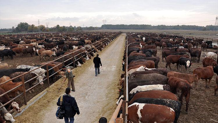 250 bin düve dağıtılacak: İlk teslimatlar...