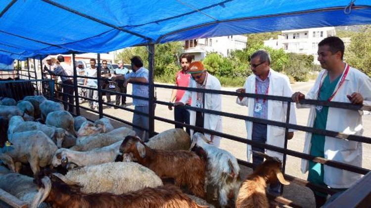 Alanyada kurban satış yerleri belirlendi