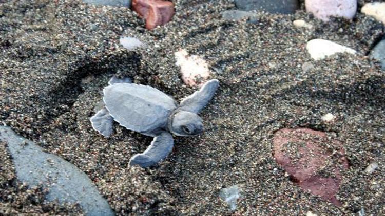 Mersinde 2 bin yavru deniz kaplumbağası Akdenizle buluştu