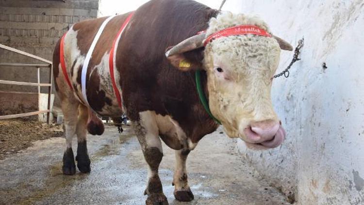 2 ton 200 kiloluk kurbanlık boğa alıcısını bekliyor