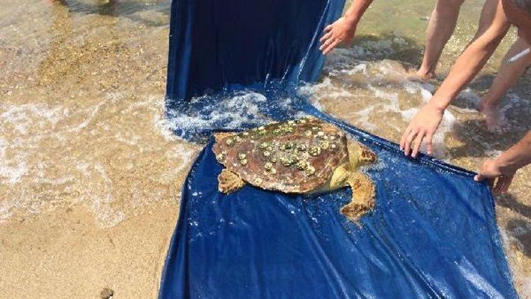 Yaralı caretta caretta, tedaviye alındı