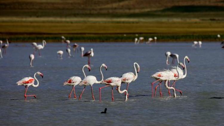 Flamingolar Van Gölünde