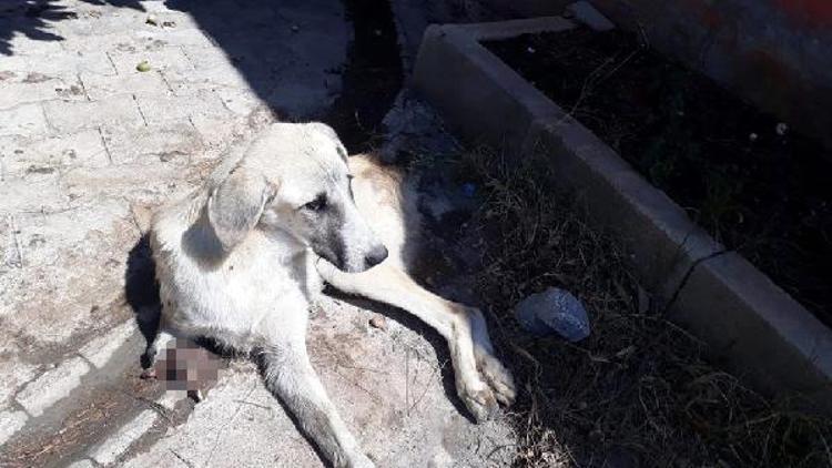 Sokak köpeği, kuyruğu ve ayağı kesilmiş halde bulundu