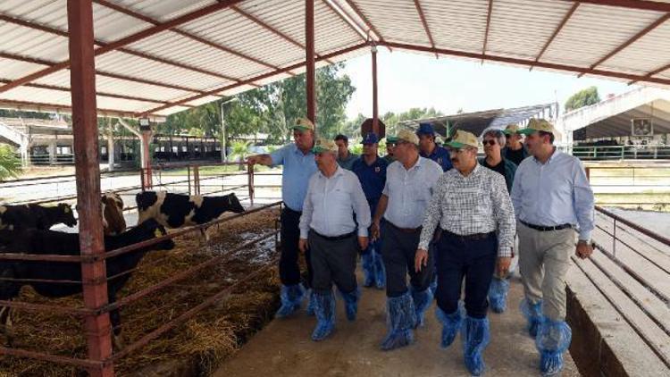 Vali Mahmut Demirtaş, TİGEM Çukurova Tarım İşletmesinde İncelemelerde Bulundu