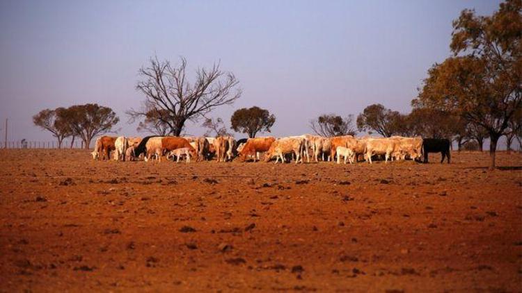 Avustralya Başbakanı: Artık bir kuraklık diyarıyız