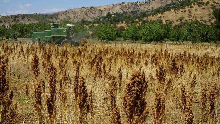 Gölbaşında kinoa hasadı başladı