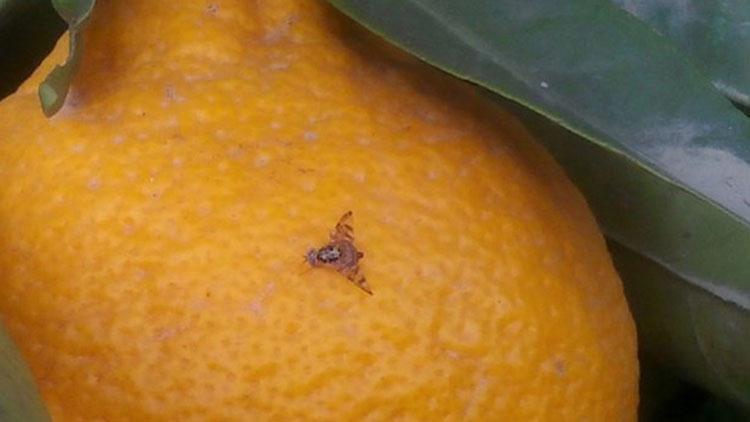 Domates güvesi ve Akdeniz meyve sineğine karşı mücadele