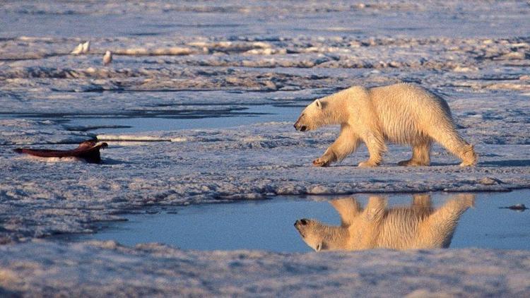 Arktik karbon döngüsü hızlanıyor