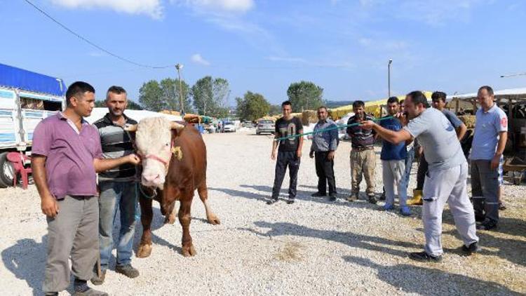 Bursa’da kurban yakalama timi göreve hazır