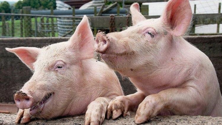 Yapay akciğer nakledilen domuzlar 3 haftayı aşkın süre hayatta kaldı