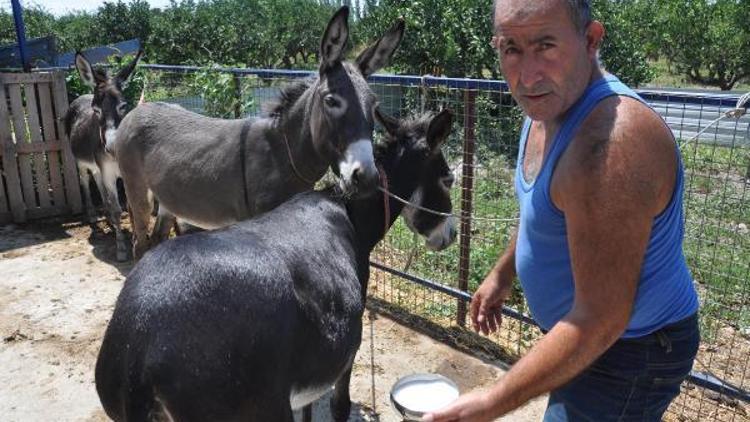 Kanser hastalarına ücretsiz eşek sütü