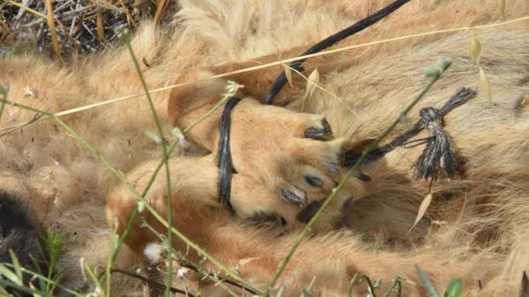 Yol kenarında ön ayakları birbirine bağlı köpek ölüsü bulundu