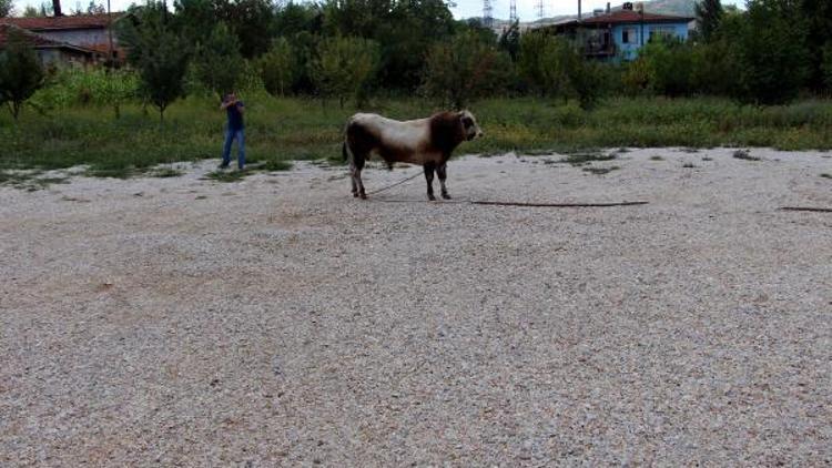 Kamyonetten atlayıp kaçan boğa, uyuşturucu iğneyle yakalandı