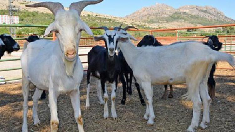 Kozanda canlı hayvan kilogram satış fiyatı açıklandı