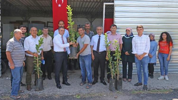 Çiftçiye, çekirdeksiz limon fidanı dağıtıldı