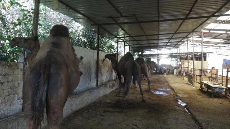 Kurbanlık develeri en çok Suriyeliler tercih ediyor