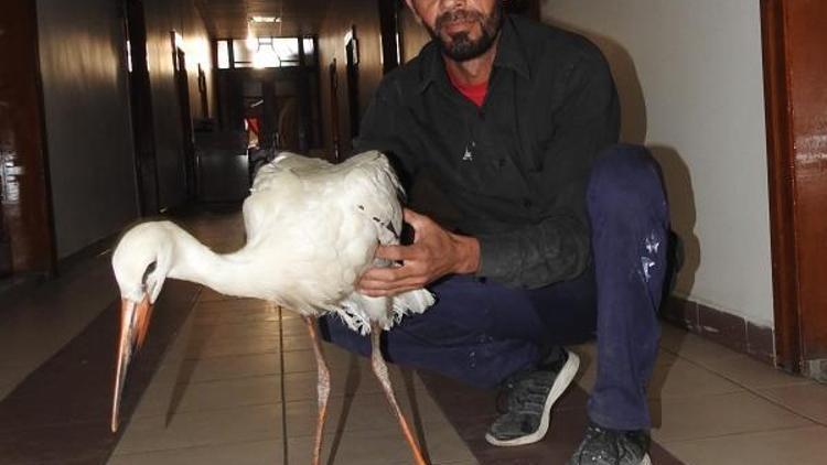 Çöpten atık toplayan Iraklı, yaralı leyleğe sahip çıktı