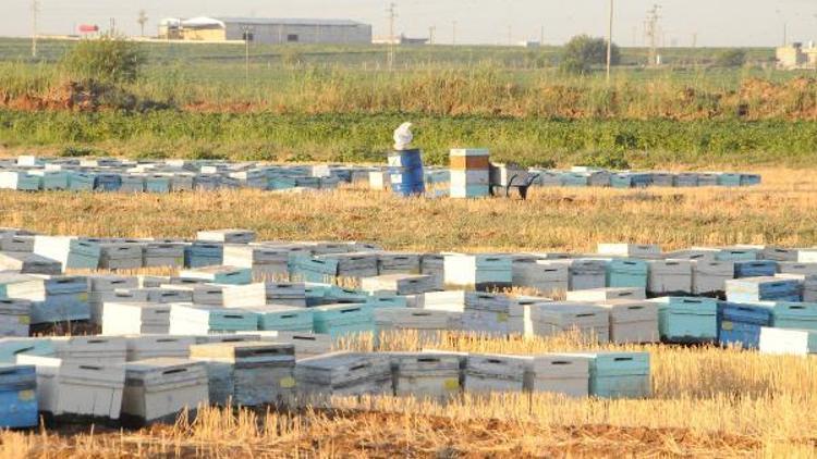 Akçakalede toplu arı ölümleri üreticileri endişelendirdi