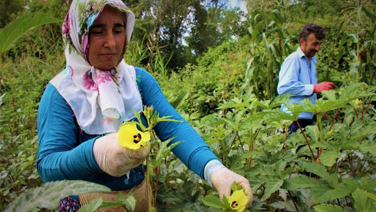 Ona çeyrek altın diyorlar Kilosu 130 TLden satılıyor