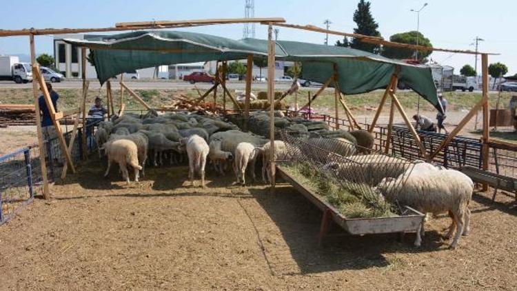 Torbalıda kurbanlık kesim yerleri belirlendi