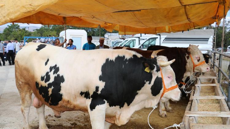 Marketlerin kurbanlık mesaisi başladı