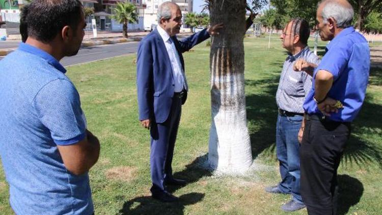Başkan Demirkol, ağaç koruma çalışmalarını inceledi