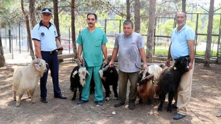 Kayıp kurbanlık keçileri zabıta buldu