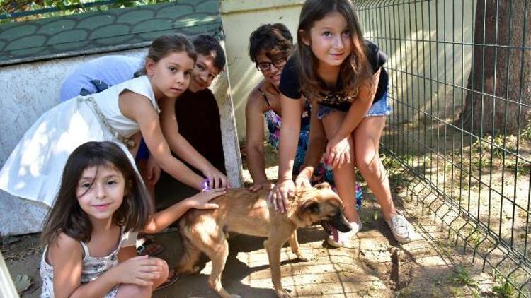 Bu ilçede sokak köpeklerini okullar sahipleniyor