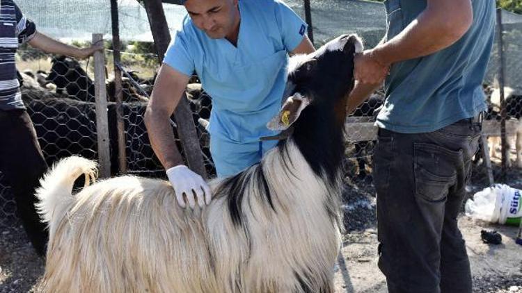 Kurbanlıklar gelmeye başladı