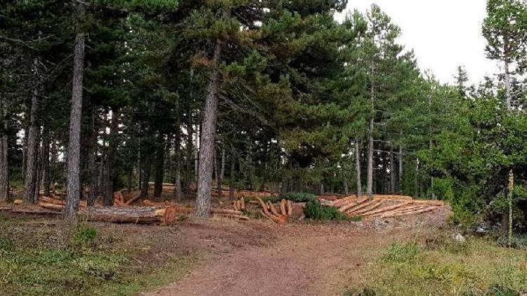 Gediz orman üretim sahalarında köylüyle işbirliği