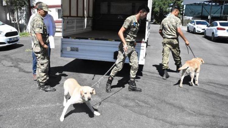 Zeytin Dalı Harekatının mayın arama köpeklerine periyodik bakım