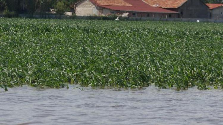 Bafra Ovasında tarım arazileri su altında